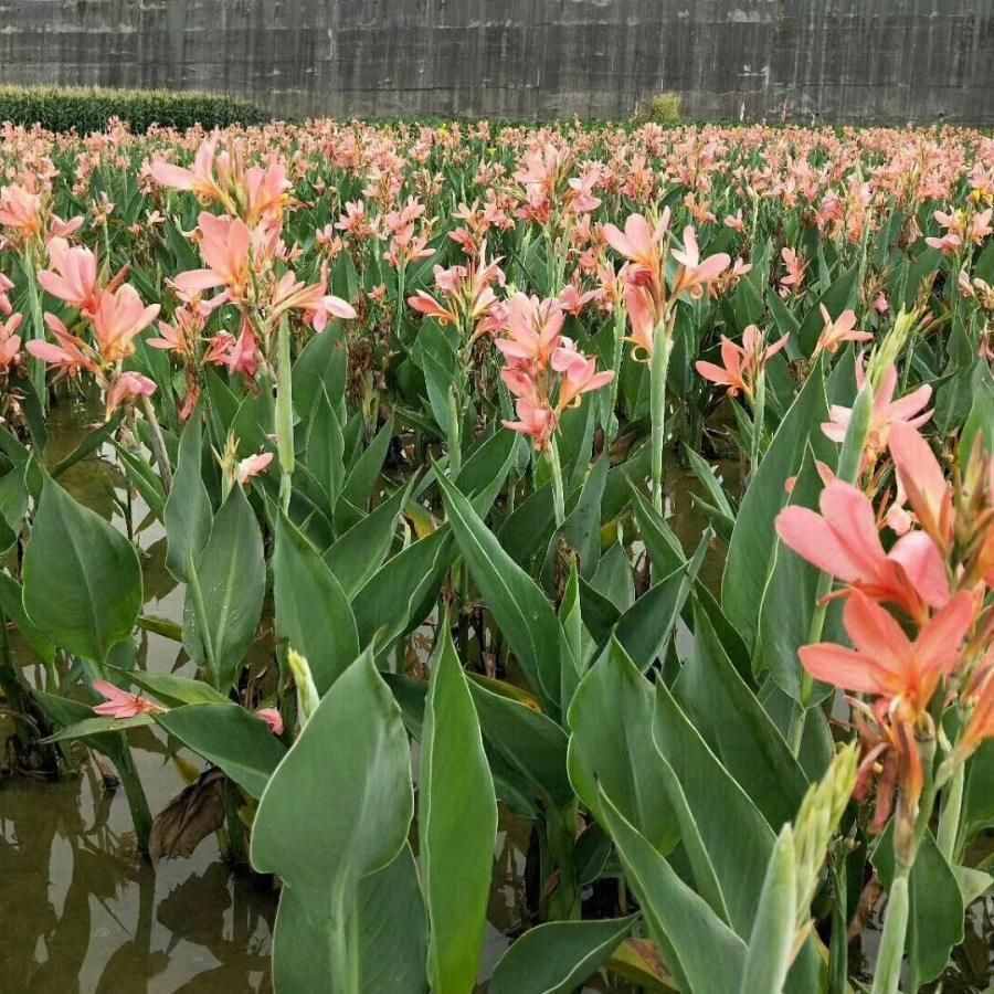 秋天的美人蕉尤其美艳，花朵娇艳欲滴，高端十分上档次