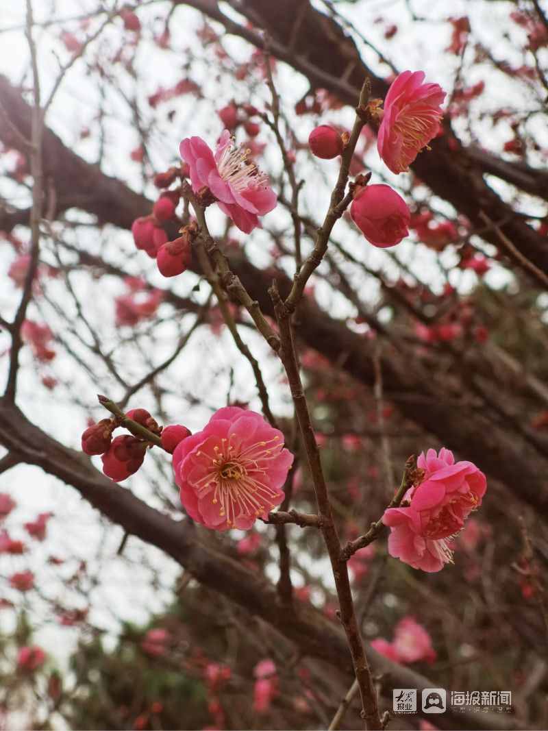 一起赏花去！烟台南山公园的梅花竞相开放