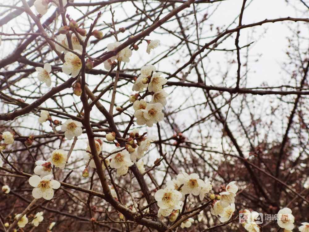 一起赏花去！烟台南山公园的梅花竞相开放