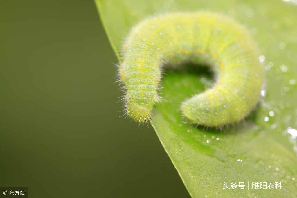 这个药尽管用了许多年，杀虫效果仍然是最经济最有效