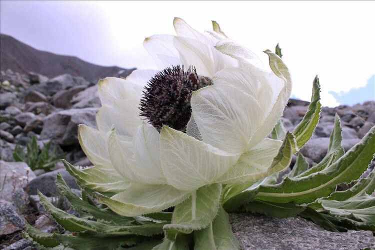 中药材天山雪莲花