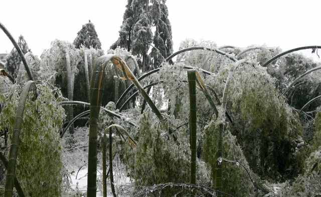 你还记得吗：10年前席卷中国20个省区市百年不遇的特大雪灾？