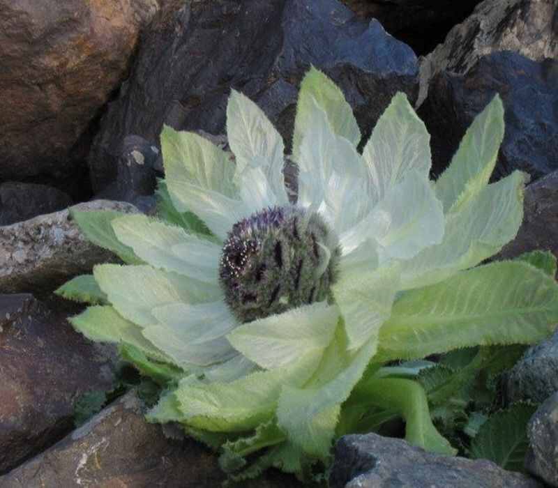 中药材天山雪莲花