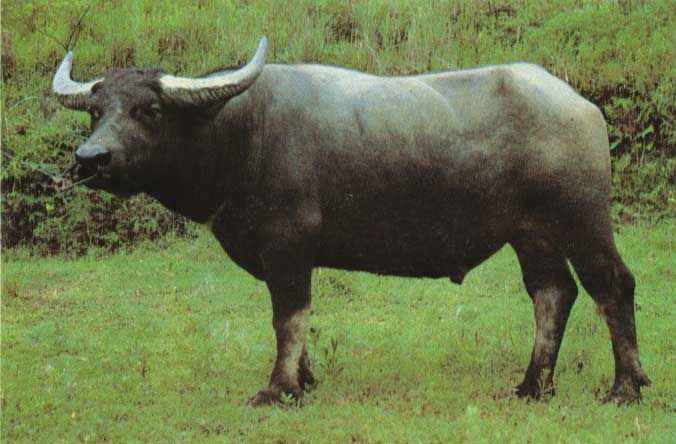 摩拉水牛和本地水牛哪个贵？养哪种水牛比较好？