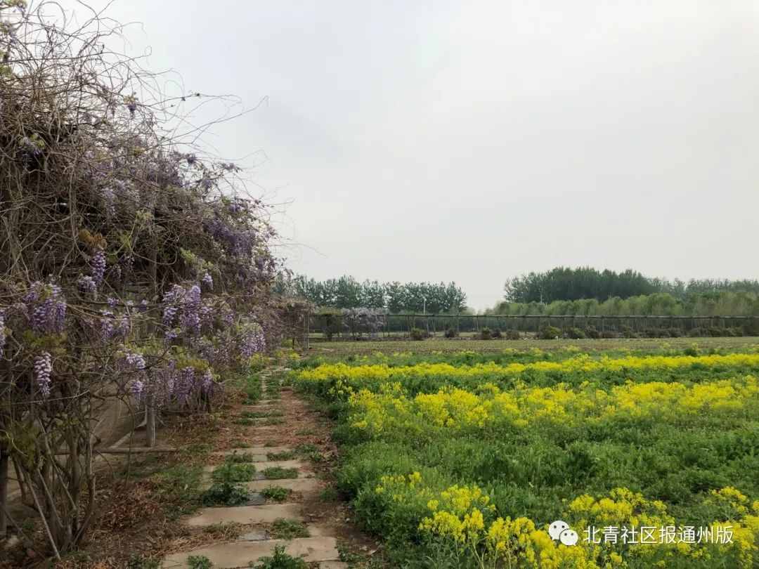 逛吃通州|免费票！这个周末来通州看虞美人花海