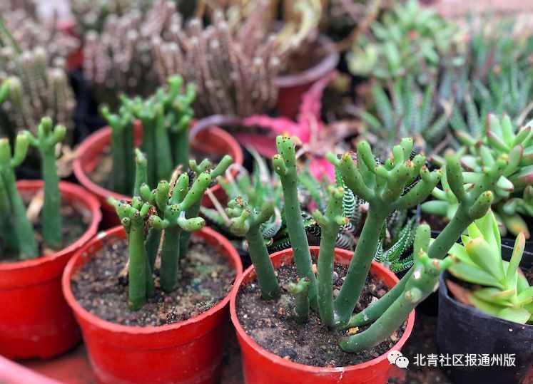 逛吃通州|免费票！这个周末来通州看虞美人花海