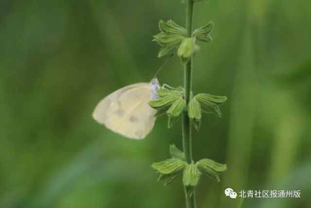 逛吃通州|免费票！这个周末来通州看虞美人花海