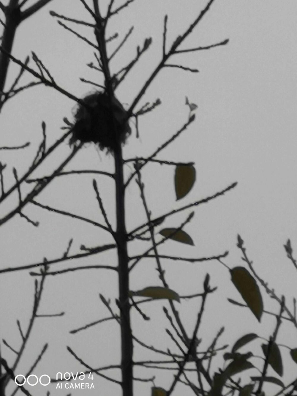 风雨中的鸟巢