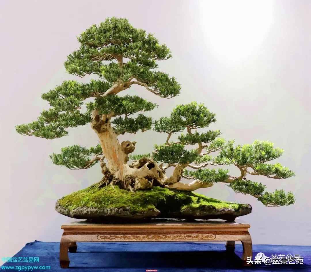 中国（如皋）花木盆景艺术节金奖作品欣赏