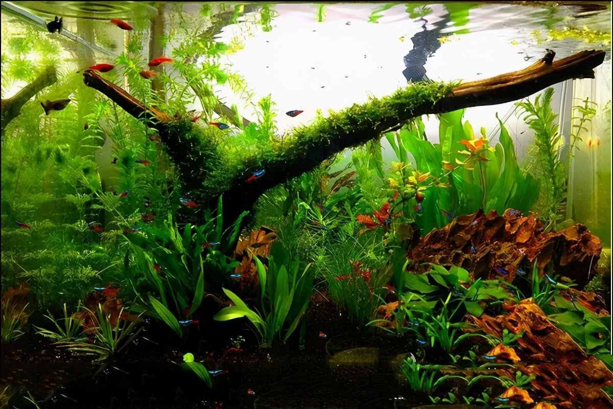 水草造景：如何在尘世中实现一人一鱼一浮生，一草一缸一世界