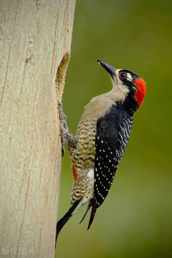 啄木鸟是森林益鸟，它是如何斫裂树木，捕食森林害虫的呢？