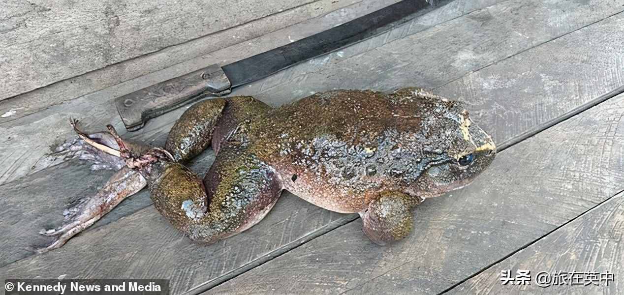 罕见巨型青蛙被发现：和人类婴儿一样大，重达一公斤