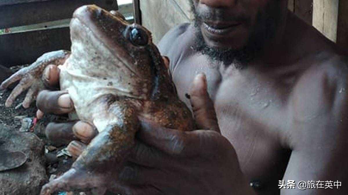 罕见巨型青蛙被发现：和人类婴儿一样大，重达一公斤