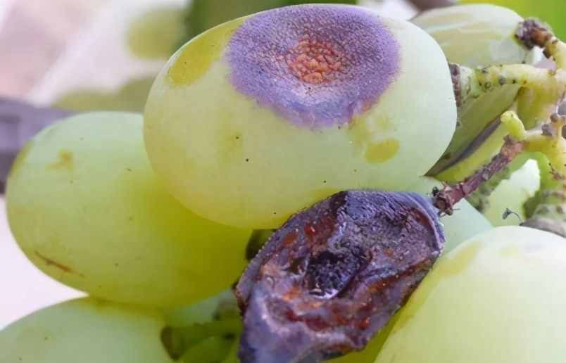 葡萄常见病害的诊断和防治技术