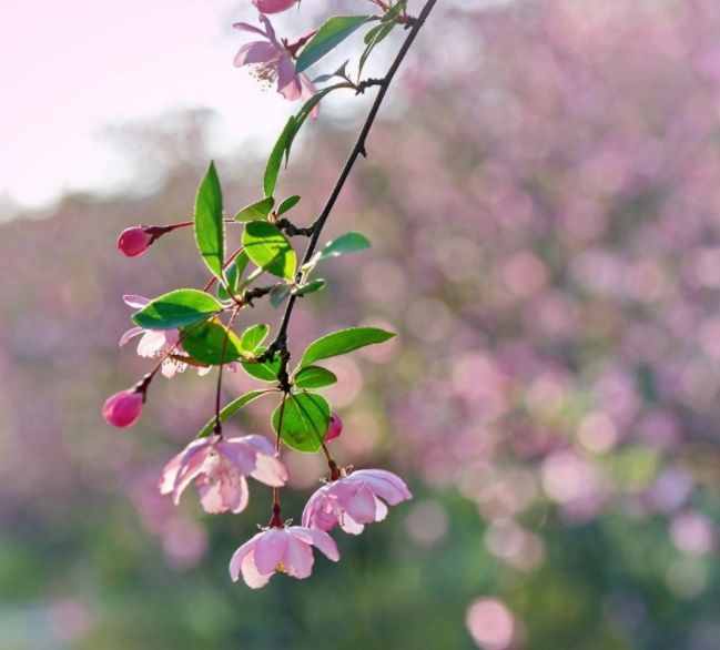 【诗词鉴赏】花落水流红 莫问春归何处