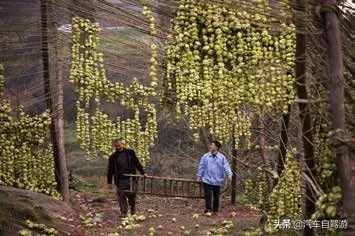 从四川自贡出发，自驾追寻远去的川盐古道（附路书及地图）