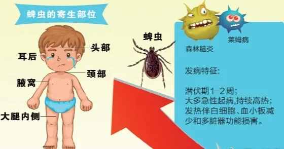 2岁小孩被蜱虫吸血多天，虫子涨大几十倍，取下来还活着