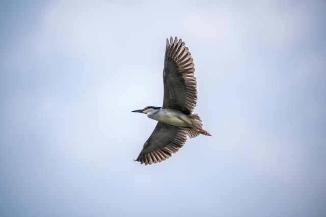 售价七万元 尼康120-300mm F2.8大炮体验