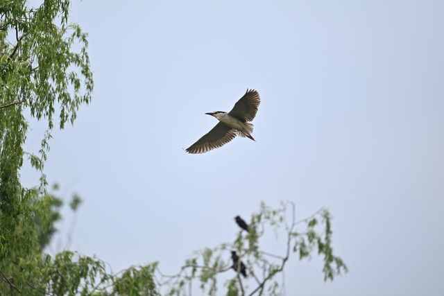 售价七万元 尼康120-300mm F2.8大炮体验