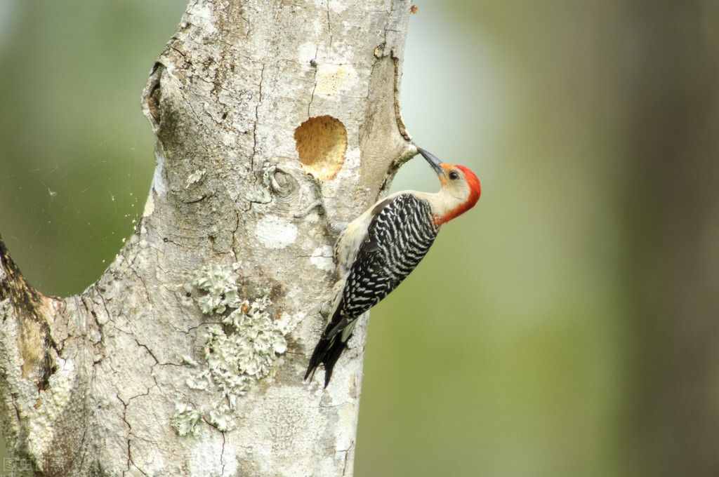 啄木鸟是森林益鸟，它是如何斫裂树木，捕食森林害虫的呢？