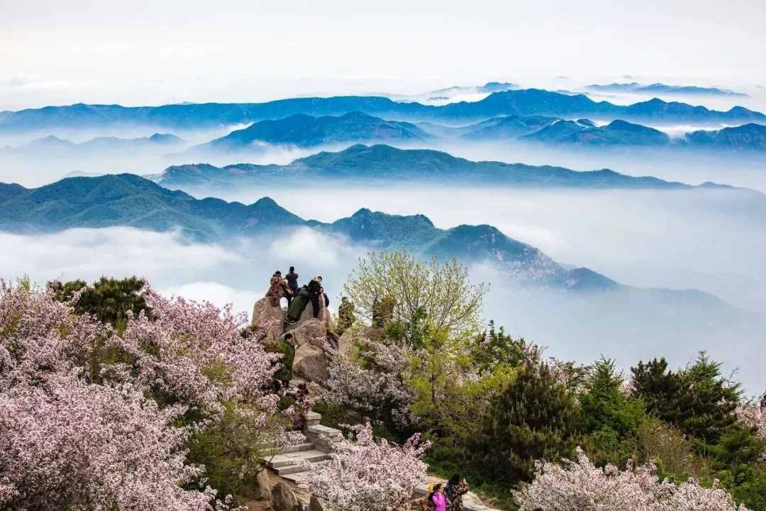 美景如画！成片海棠争相绽放，装点着泰山的五月天！