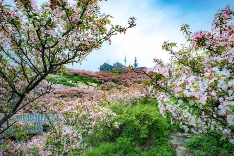 美景如画！成片海棠争相绽放，装点着泰山的五月天！
