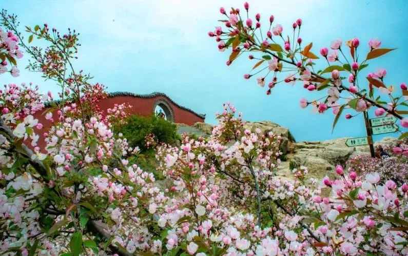 美景如画！成片海棠争相绽放，装点着泰山的五月天！
