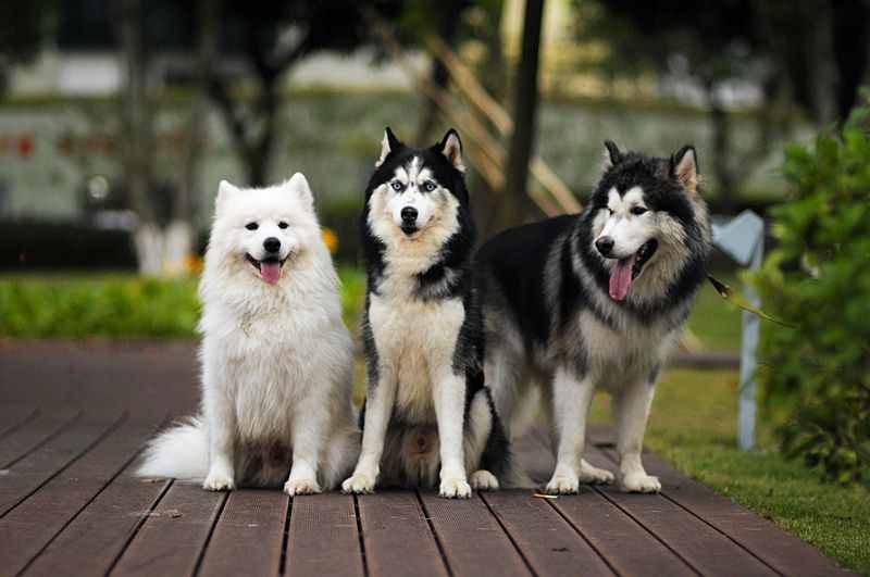 最常见的10种狗狗，果然三傻又上榜了
