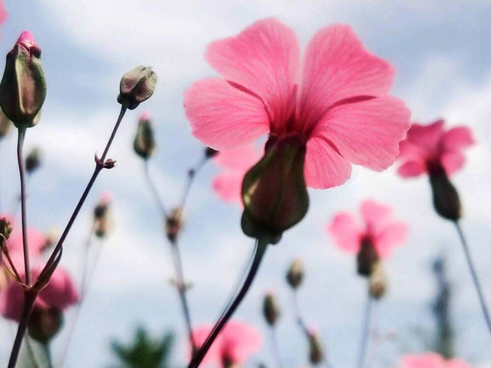 这小红花你没见过，种子入药与小麦一起成熟