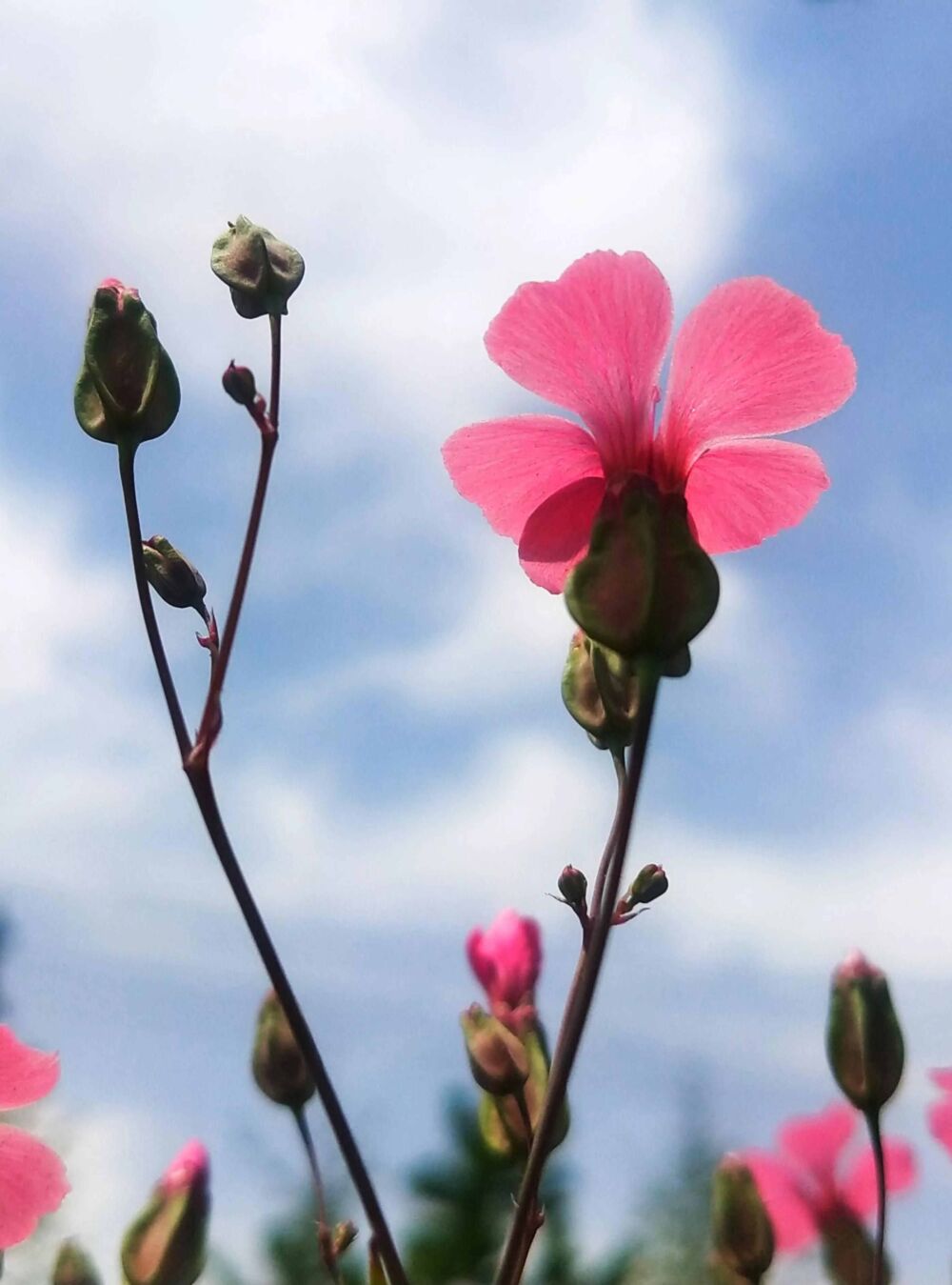 这小红花你没见过，种子入药与小麦一起成熟