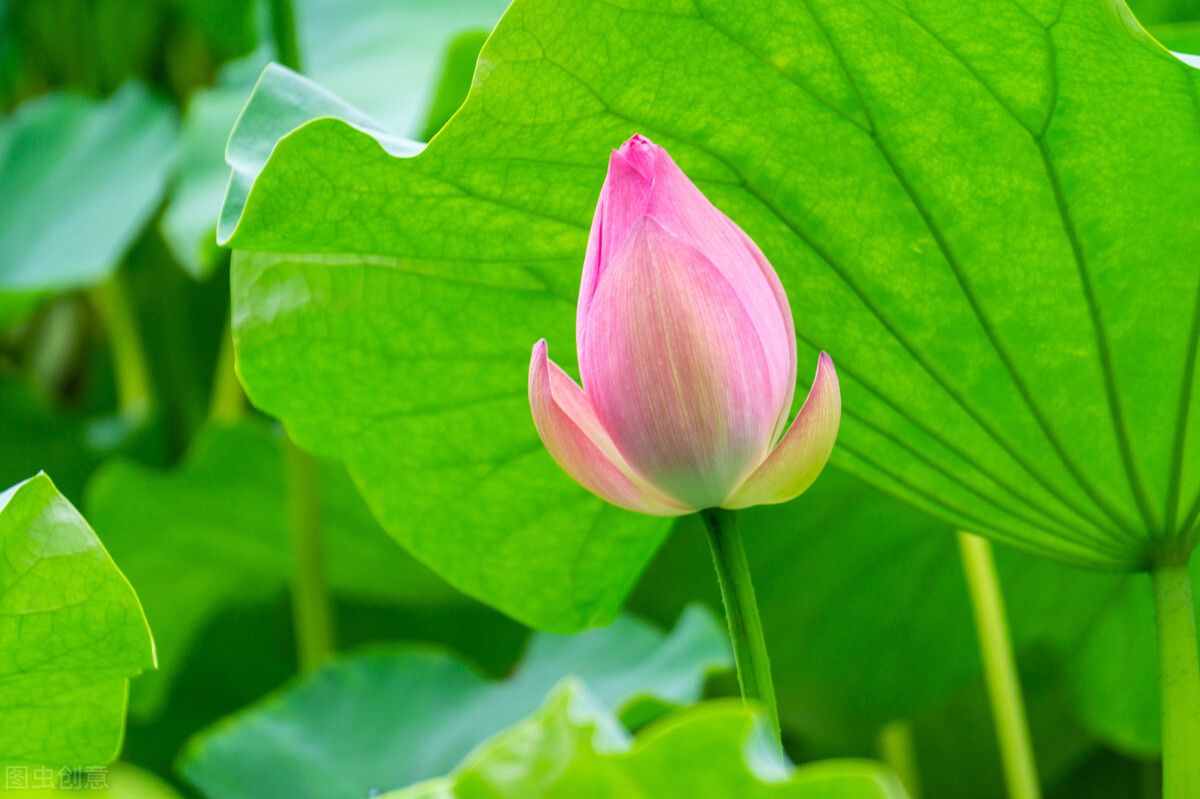 白居易终于寻找到了他的桃花，还写了一首动人的诗：古诗里的花