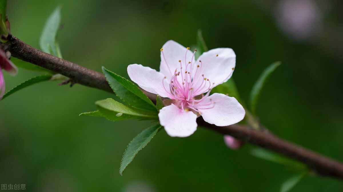 白居易终于寻找到了他的桃花，还写了一首动人的诗：古诗里的花