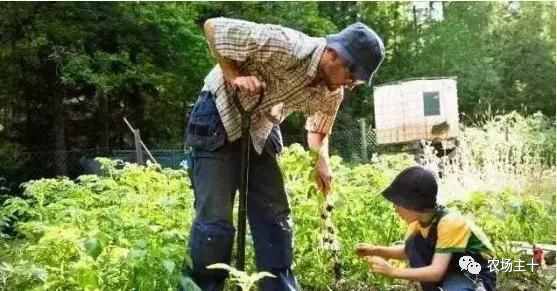 把披萨种在地里，这个神奇农场的真相到底是什么