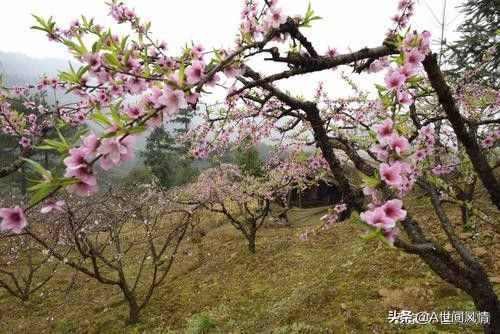 百集系列幽默搞笑类小品型微视频剧本《乡村喜剧》五/相约桃花园