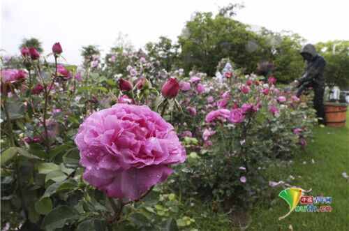 日本公园鲜花五颜六色 玫瑰花盛开美如画