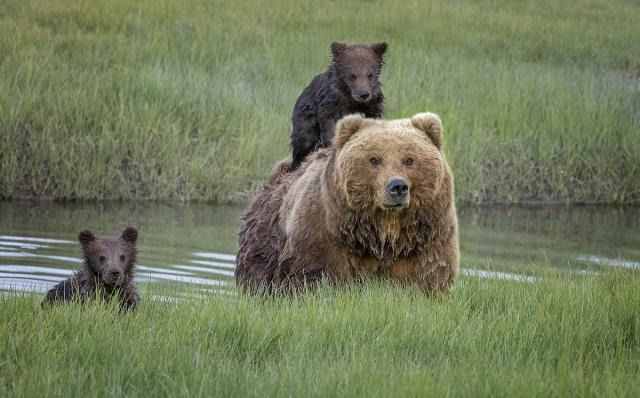 棕熊妈妈背着熊宝宝过河，画面太有爱了