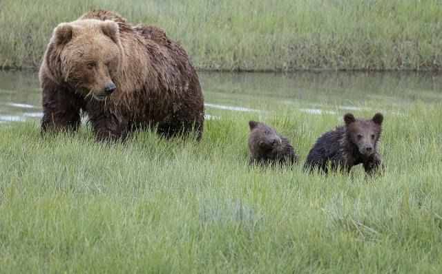 棕熊妈妈背着熊宝宝过河，画面太有爱了