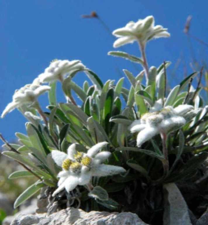 空中草原——漂亮的雪绒花