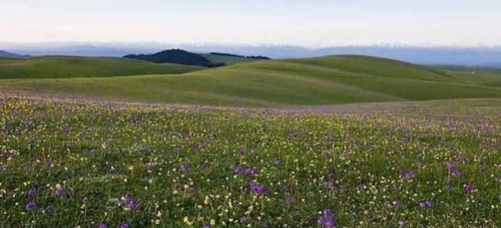 空中草原——漂亮的雪绒花