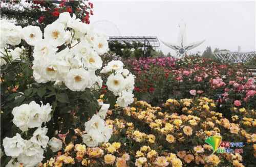 日本公园鲜花五颜六色 玫瑰花盛开美如画