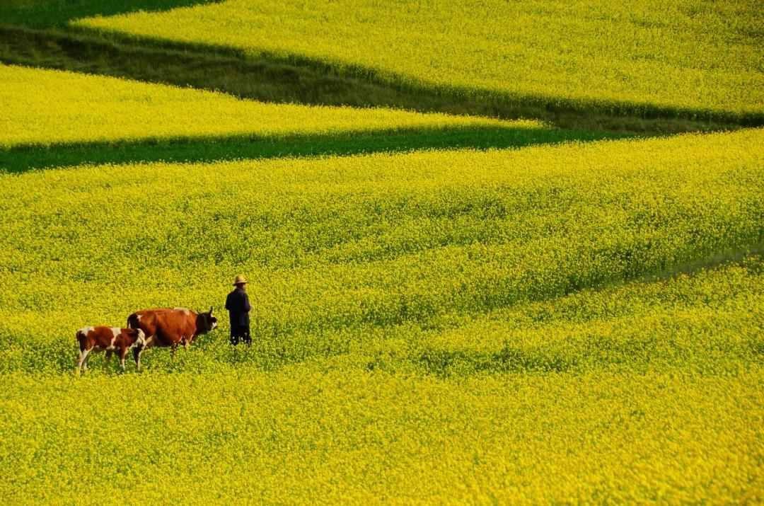 二月二，龙抬头