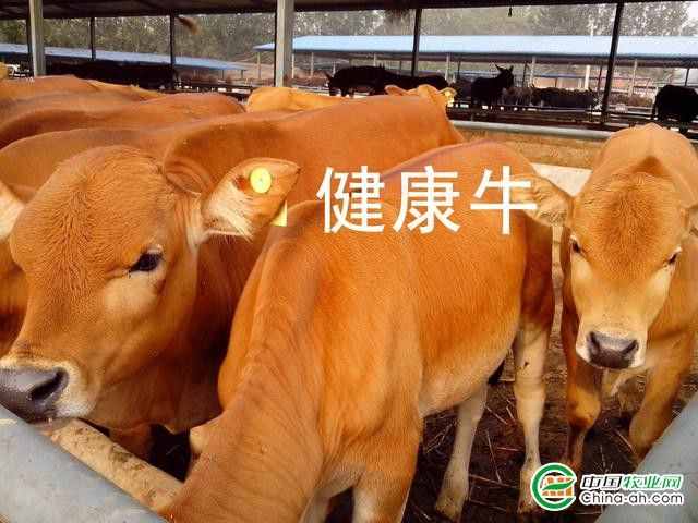 养牛人需要关注的问题 牛常见病的预防和防治