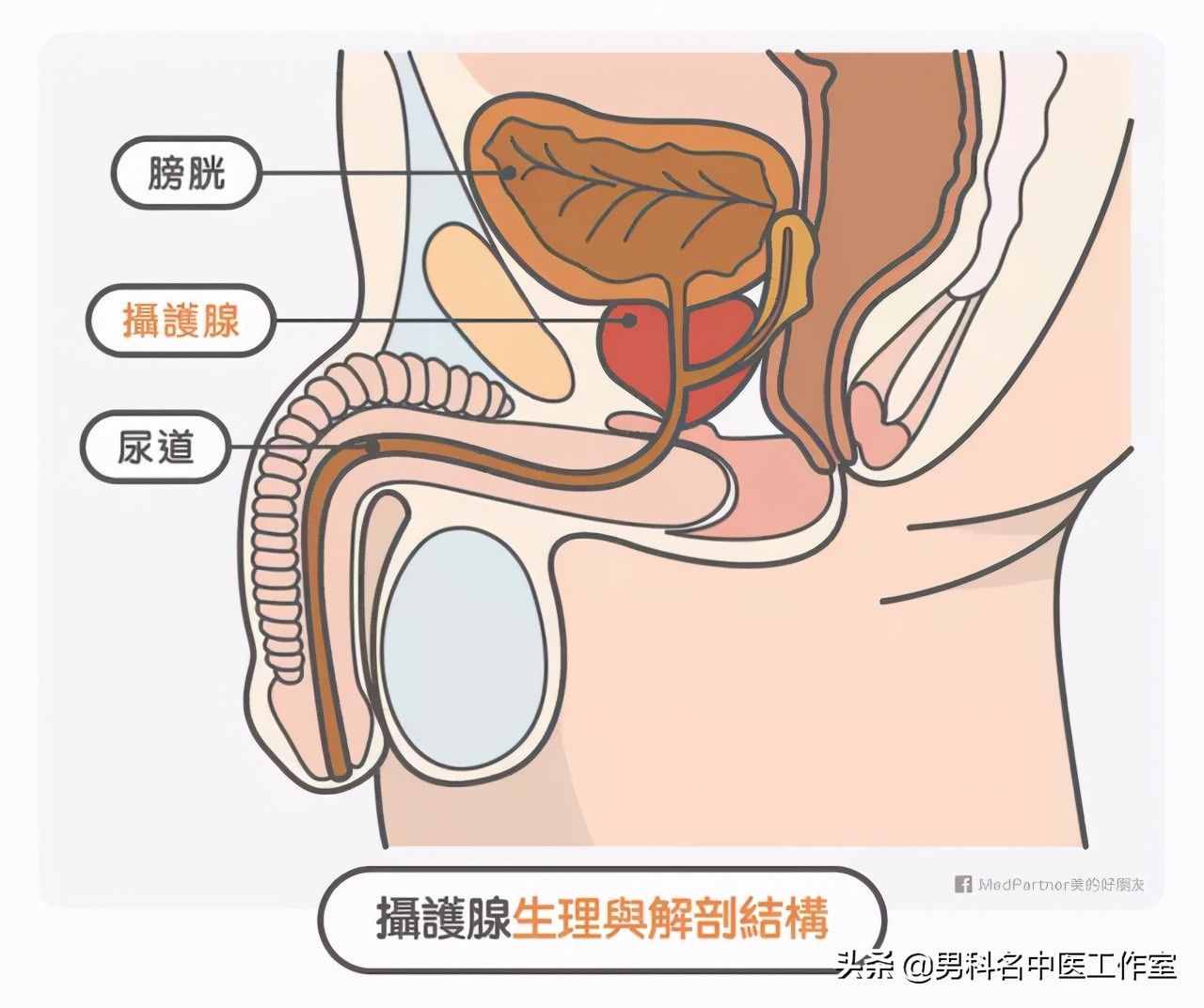 男性后半生容易前列腺肥大？