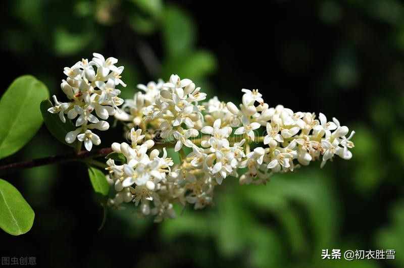 夏花冬青女贞诗词六首：晴雪纷纷，月儿照著，风儿吹动，香了黄昏