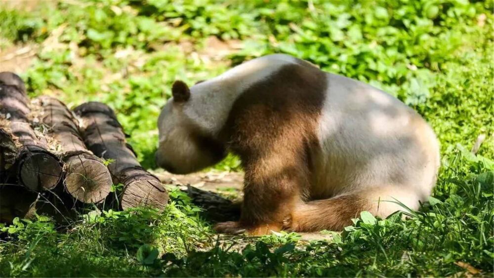 占地420亩！拥有世界唯一棕色大熊猫，陕西这个公园28日试运营