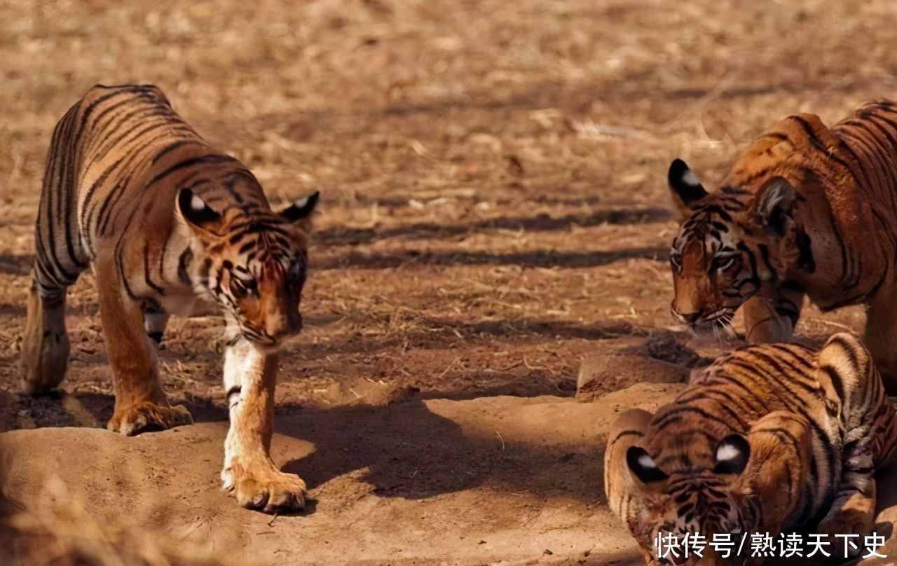 中国将5只华南虎放养非洲草原，繁衍到20只后，科学家发觉不对劲
