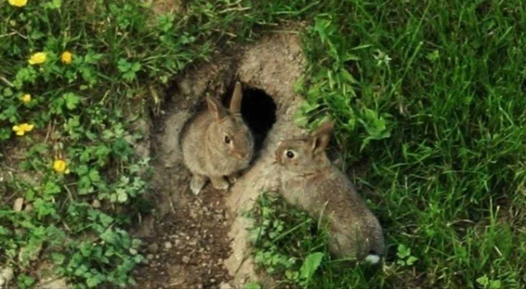 兔子不吃窝边草，是真的吗？