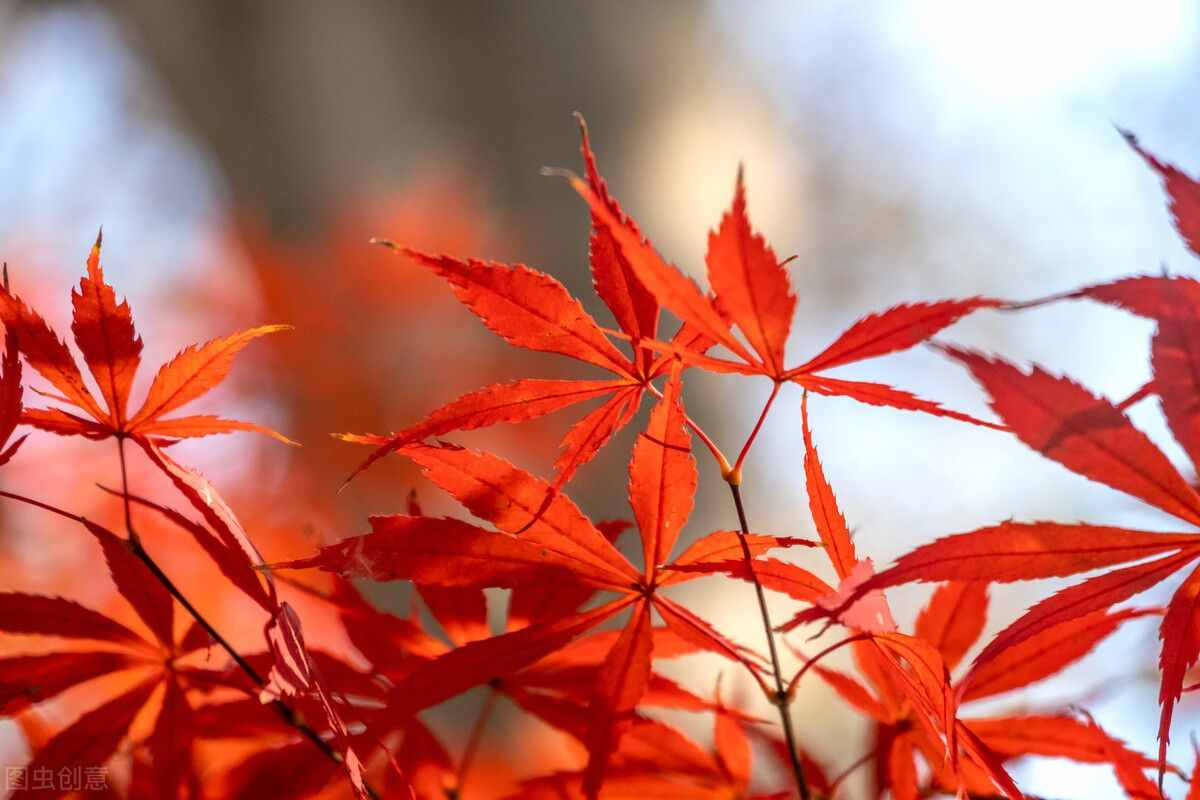 红枫树扦插种植方法，记住6个方面，提高成活率