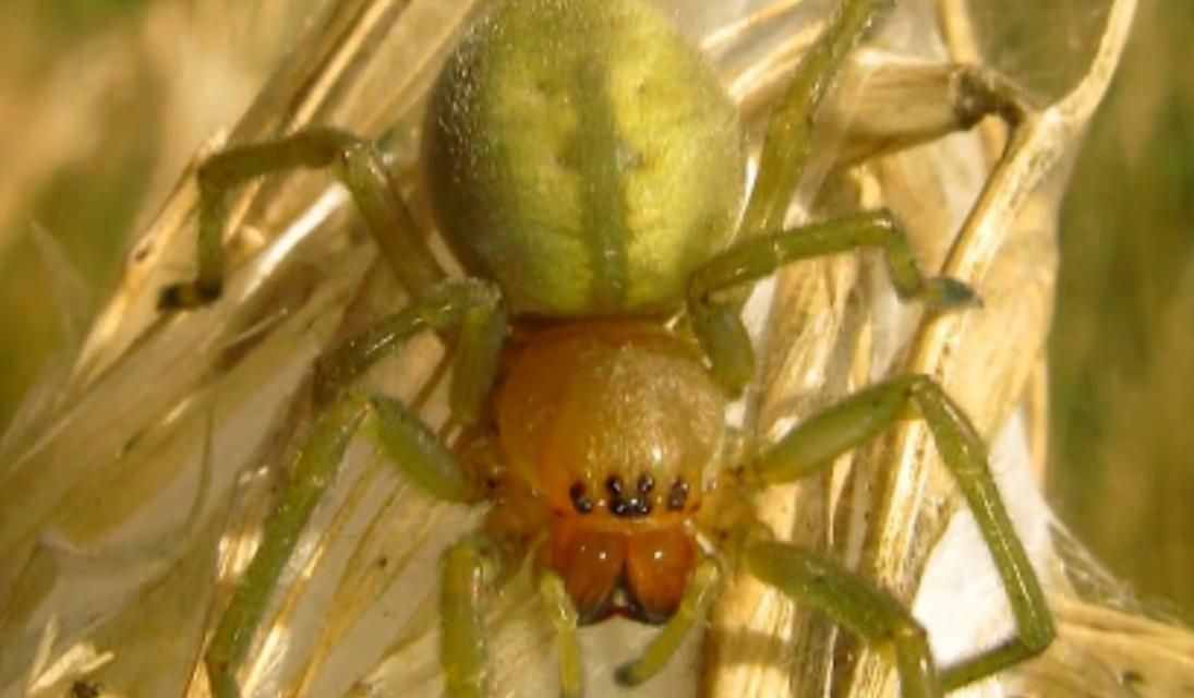世界上最危险蜘蛛！最小体型仅有3毫米，肉眼看几乎是透明