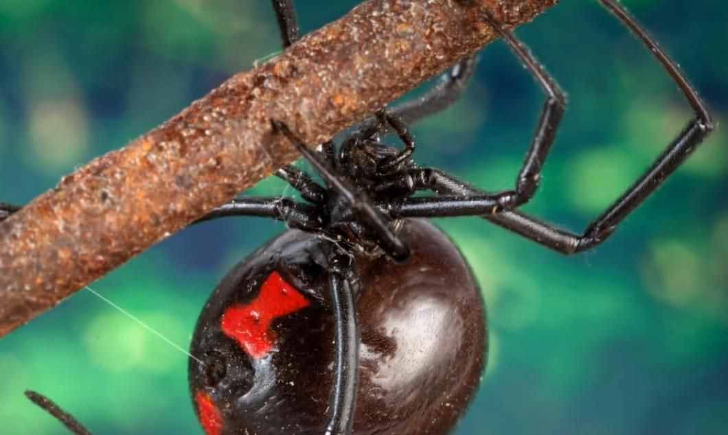 世界上最危险蜘蛛！最小体型仅有3毫米，肉眼看几乎是透明